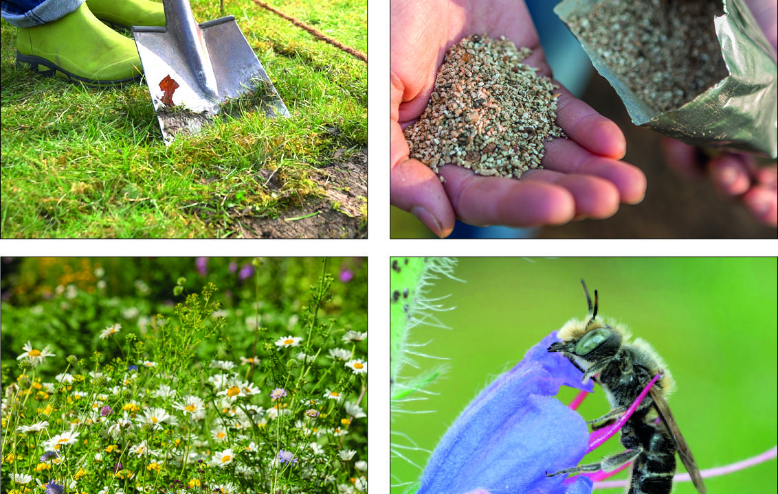 txn. Dank spezieller Wildblumen-Samenmischungen ist es ganz einfach, den eigenen Garten in ein Paradies für Wildbienen, die übrigens keine Menschen stechen, zu verwandeln. Foto: Neudorff/txn
